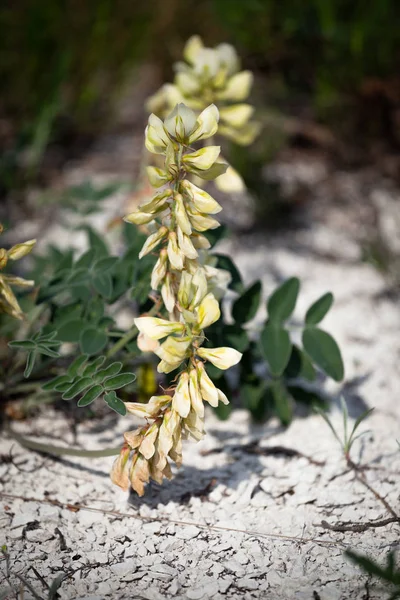 Hedysarum grandiflorum plante de couleur blanche sur terre de craie. Une steppe printanière. Ukraine . — Photo