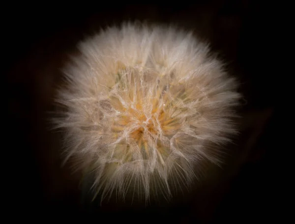 Riesiger Löwenzahn auf schwarzem Hintergrund. Wildblumen-Tragopogon, auch als Ziegenbart oder Schwarzwurzel bekannt — Stockfoto