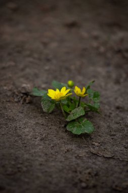 Bir küçük yeşil bitki Kentsel Asfalt zemin ile büyür. Yolda gelen asfalt boşlukta büyüyen yeşil bitki. Yeşil filiz büyüyen çatlamak sokak, yumuşak odak, boş metin.