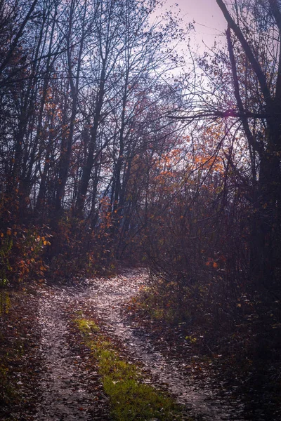Paisagem florestal de outono com estrada e céu azul — Fotografia de Stock