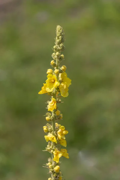 Verbascum densiflorum, denseflower mullein 또는 조밀한 꽃 mullein — 스톡 사진