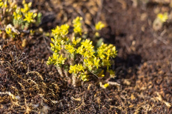 Yellow little flower wild Sedum acre as background — Stock Photo, Image