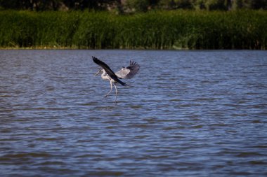 Gri balıkçıl, Ardea cinerea