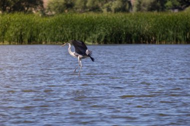 Gri balıkçıl, Ardea cinerea
