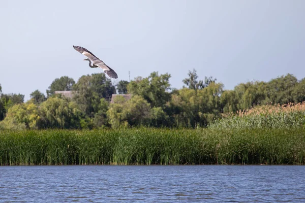 Garza gris, Ardea cinerea — Foto de Stock