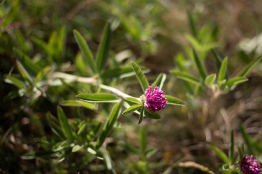 Zikzak yonca çiçek güçlü renk ile