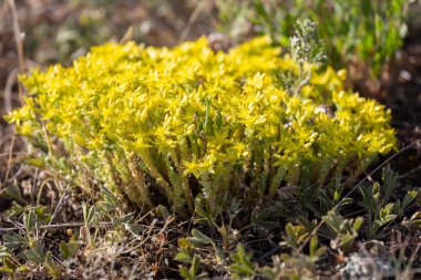Bahçedeki acre - goldmoss hendek stonecrop, yosunlu hendek stonecrop