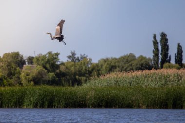 Gri balıkçıl, Ardea cinerea