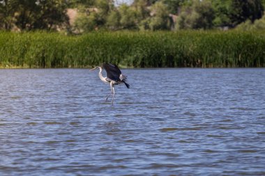 Gri balıkçıl, Ardea cinerea
