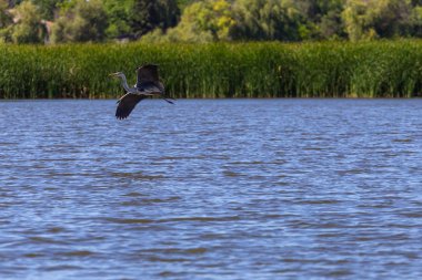 Gri balıkçıl, Ardea cinerea