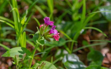 Pembe ve mavi çiçekler lekesiz lungwort veya Suffolk lungwort Pulmonaria obskura erken bahar