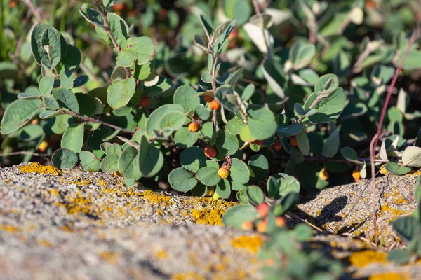 Cotoneaster horizontalis plante avec des baies rouges mûres — Photo