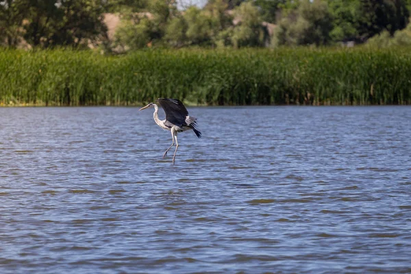 Gri balıkçıl, Ardea cinerea