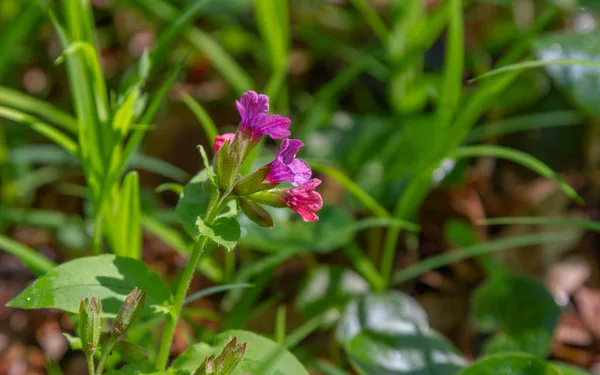 Fleurs roses et bleues Lungwort non tacheté ou Suffolk Pulmonaria obskura au début du printemps — Photo