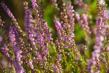 Yaygın pembe fundalık Calluna vulgaris açık havada çiçek açıyor. Botanik fotoğrafı