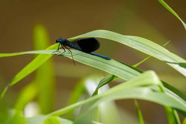 Vista sobre demoiselle encalhada. Close-up de uma libélula azul no lago. Libélulas Calopteryx splendeus  . — Fotografia de Stock