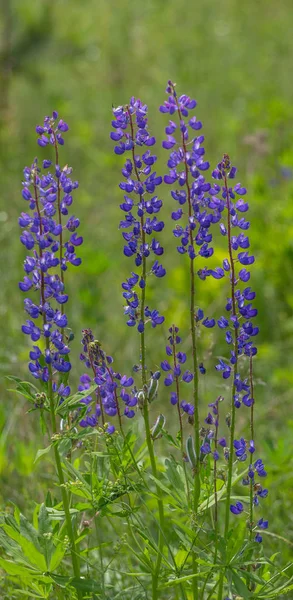 Flori înfloritoare de lupin. Un câmp de lupine. Violet şi lupin roz pe pajişte. Flori de frumusețe de lupin albastru în lumina dimineții — Fotografie, imagine de stoc