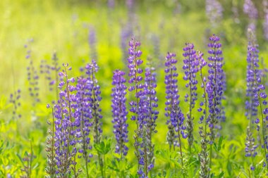 Çiçek acı bakla çiçekler. Lupines bir alan. Çayırda mor ve pembe lupin. Sabah ışık mavi lupine güzellik çiçek