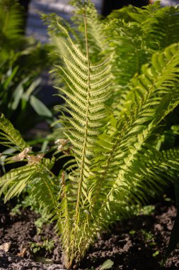 Devekuşu fern true Matteuccia, struthiopteris germanica