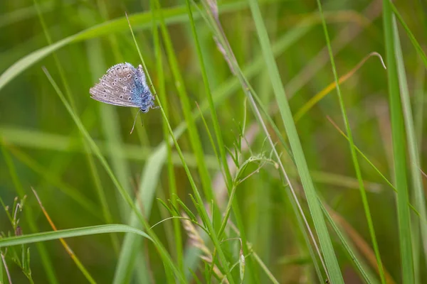 Papillon à ailes de gossamer le matin . — Photo