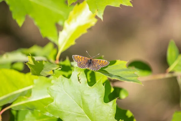 Argenté Fritillaire Argynnis paphia, mâle. Papillon pointillé orange — Photo