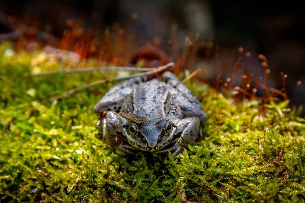 European Common Frog. Frog. Common Frog Rana temporaria . Forest brown frog macro selective focus