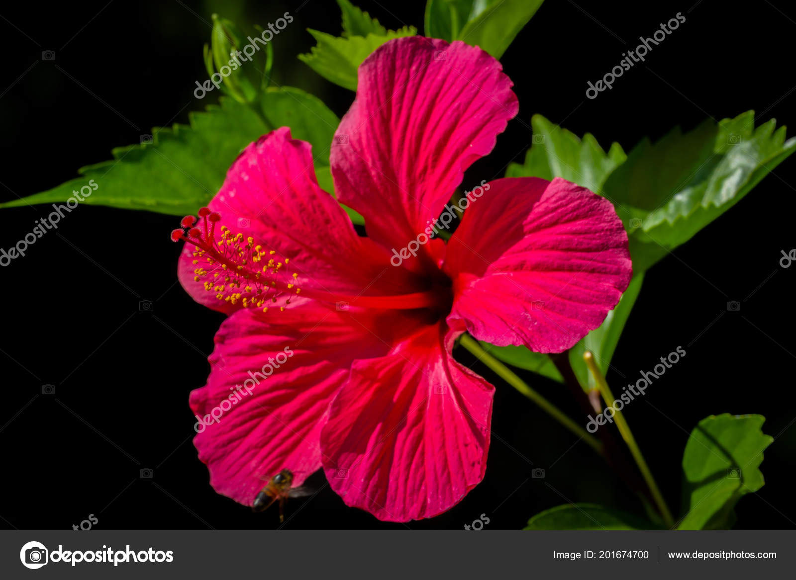 Fleur Dhibiscus Tropical Rouge Avec Des Feuilles Sur Fond