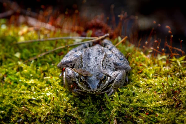 Europäischer Gemeiner Frosch. Frosch. Gemeiner Frosch rana temporaria. Wald brauner Frosch Makro selektiver Fokus — Stockfoto