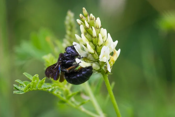 Xylocopa violacea, l'abeille charpentier violet — Photo