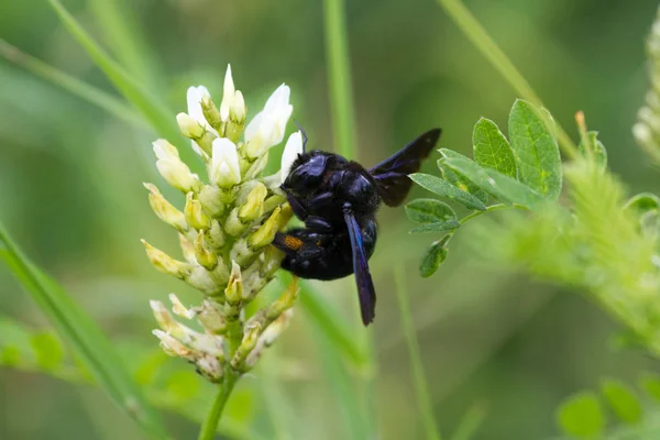 Xylocopa violacea, a abelha carpinteiro violeta — Fotografia de Stock