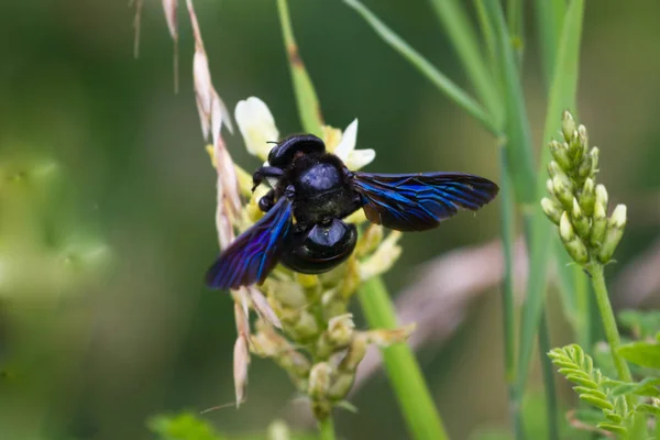 Xylocopa violacea, a abelha carpinteiro violeta — Fotografia de Stock