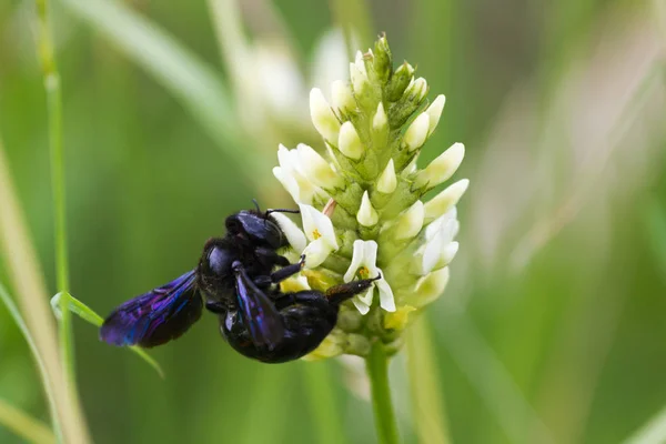 Xylocopa violacea, de Violette carpenter bee — Stockfoto