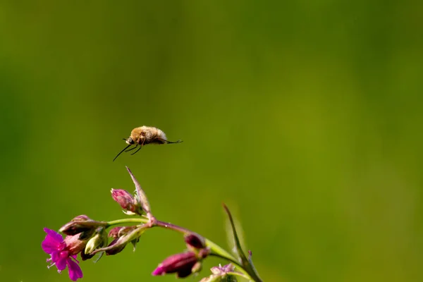 長い吻を持つ稀有の森林昆虫がそれを受粉する花のように飛ぶ。Bombylius 種 — ストック写真