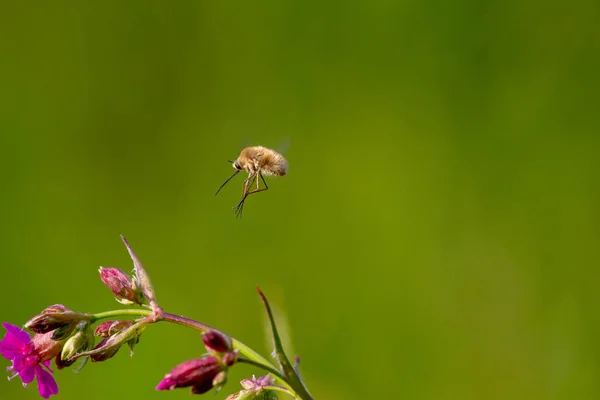 長い吻を持つ稀有の森林昆虫がそれを受粉する花のように飛ぶ。Bombylius 種 — ストック写真