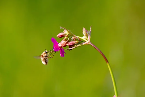 Bee - bombylius major on green background. Pollinate flower. Bee with long proboscis flies on flower — Stock Photo, Image
