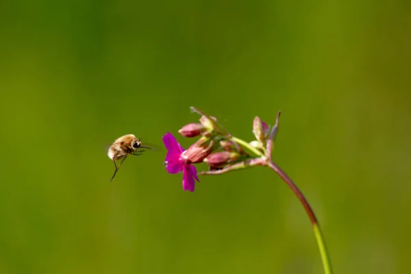 Abelha - bombylius major em fundo verde. Polinizar flor. Abelha com longo probóscide voa em flor — Fotografia de Stock