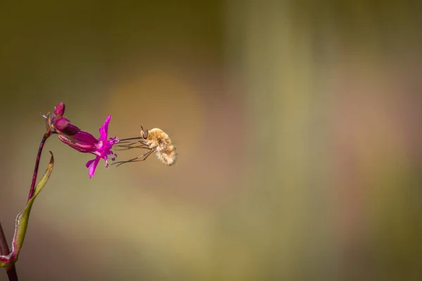 Abelha - bombylius major em fundo verde. Polinizar flor. Abelha com longo probóscide voa em flor — Fotografia de Stock