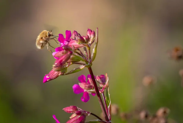 Beleza selvagem voar abelha em flor cravo. Bombylius grande inseto polinizar flor — Fotografia de Stock