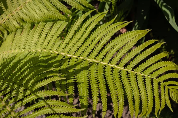 Strutbräken sant Matteuccia, struthiopteris germanica — Stockfoto