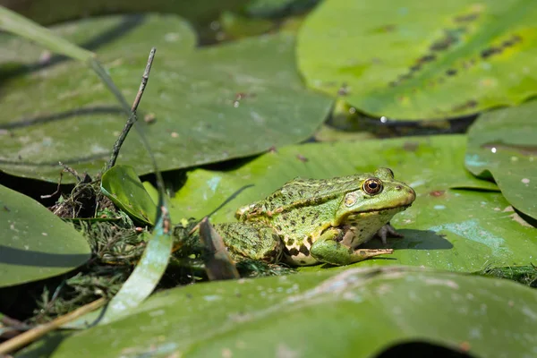 Zbliżenie: żaba Zielona śmieszka Rana Ridibunda . — Zdjęcie stockowe