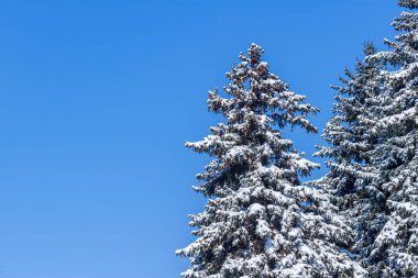 Parlak günde kar tarafından sarılmış köknar ağacı