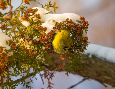 Kara başlı iskete Spinus spinus fındık yemek Mazı (bitki) ağacı, Ukrayna