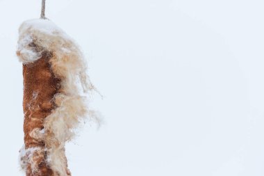 sazlık, üzerinde beyaz izole