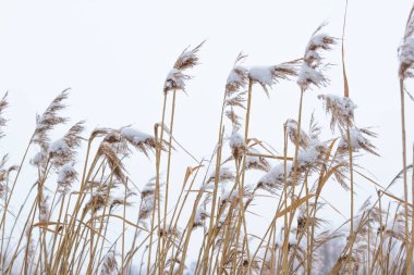 Kuru kıyı reed ile kar, dikey doğa arka plan titredin. Kış aylarında çayır