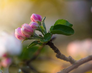Güzel çiçek açan elma ağaçlarının bahar Parkı yakın çekim