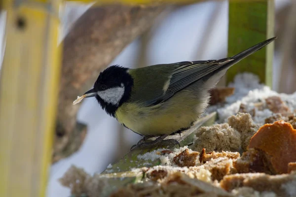 Gele Koolmees op een vogel tafel. Vogels voederen — Stockfoto