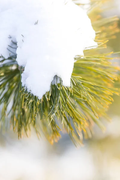 Konar drzewa sosny z śniegu. Bokeh, światło w zimie — Zdjęcie stockowe
