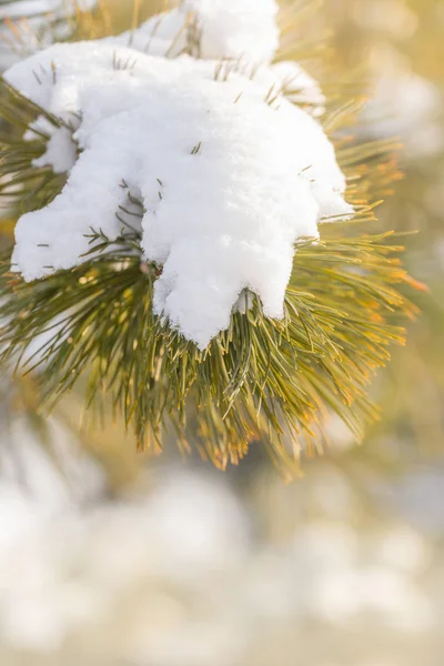 Konar drzewa sosny z śniegu. Bokeh, światło w zimie — Zdjęcie stockowe