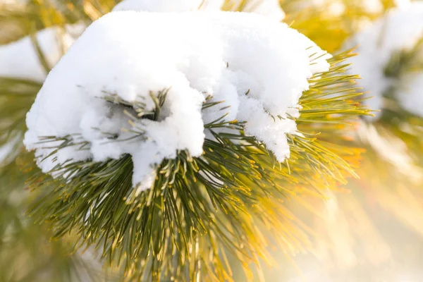 Branche du sapin de Noël avec la neige dans le bois d'hiver — Photo