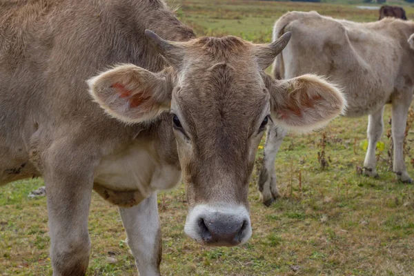 Braun kráva portrét. Mladý skot na poli nedaleko farmy — Stock fotografie